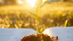 Studie - 10 stappen voor geestelijke groei