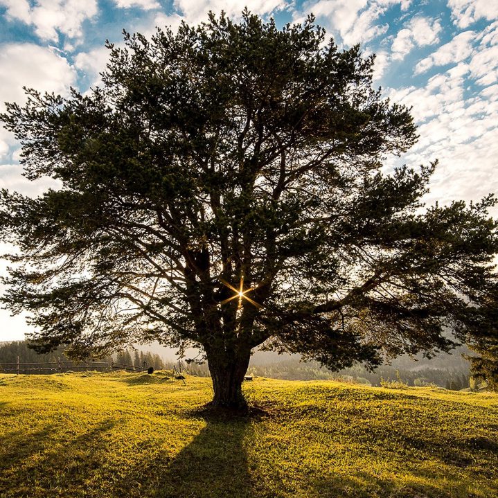 De-legende-van-de-drie-bomen