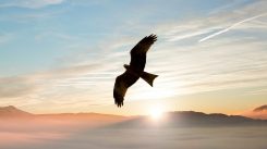 Studie - Gods genade is genoeg